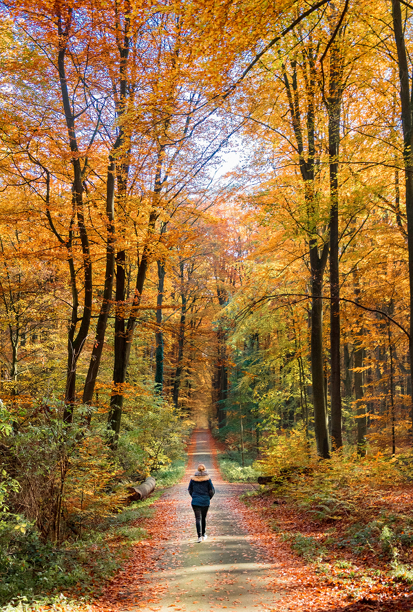 Person walking in an autumn forest